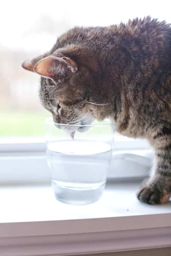 A cat named Kittle drinking water from a glass cup