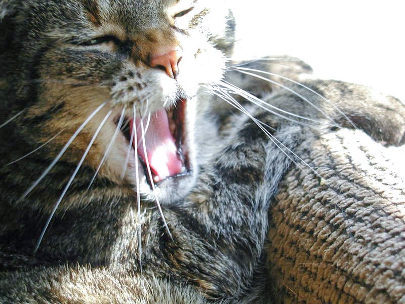 A cat named Kittle yawning