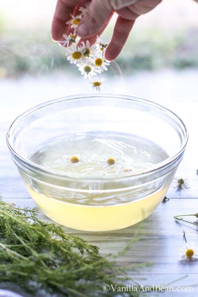 Adding Chamomile flowers to a glass bowl of hot water with honey.