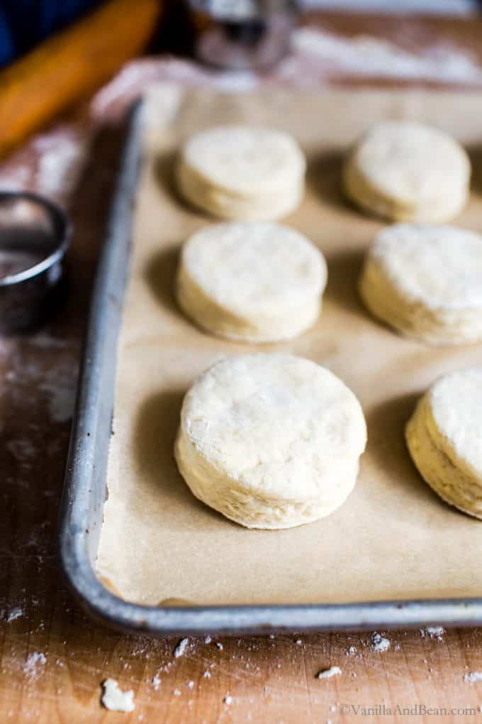 Fresh Cut Sourdough Biscuits ready to bake. 
