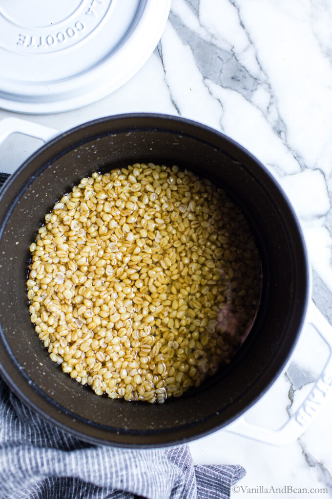 Cooked hard white wheat berries in a Dutch oven. .