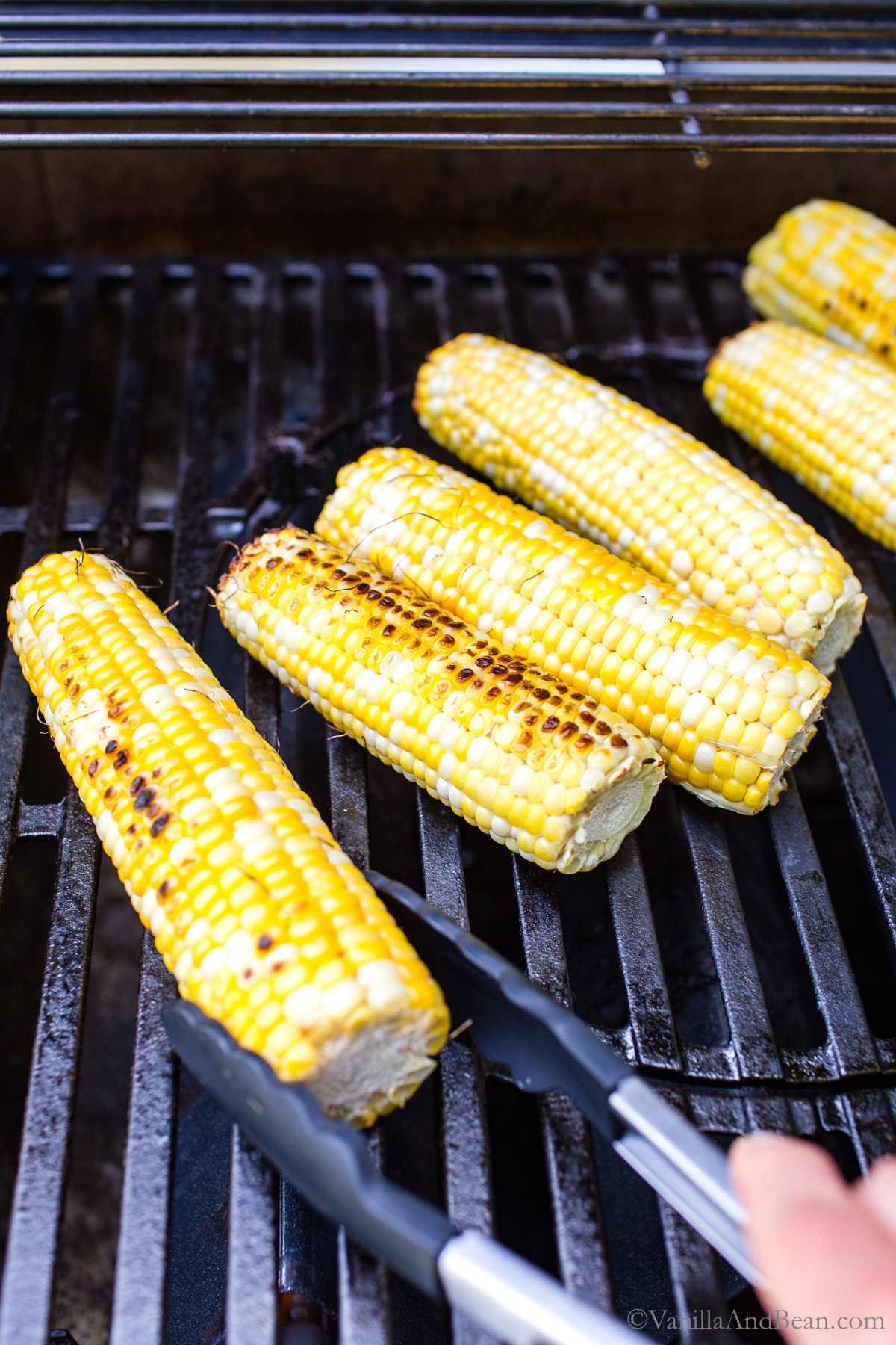 Fresh corn on the cob cooking on a grill.